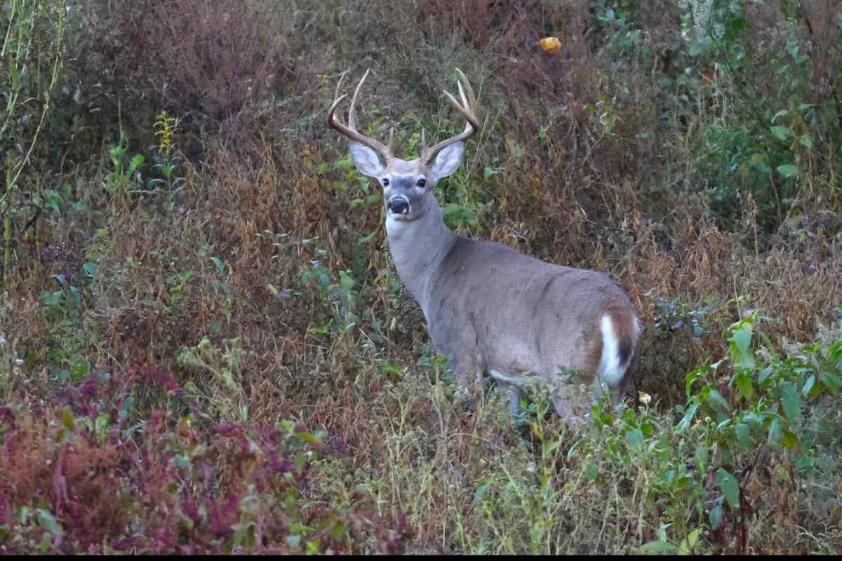 The Best Quality Do-It-Yourself Public Land Deer Hunts