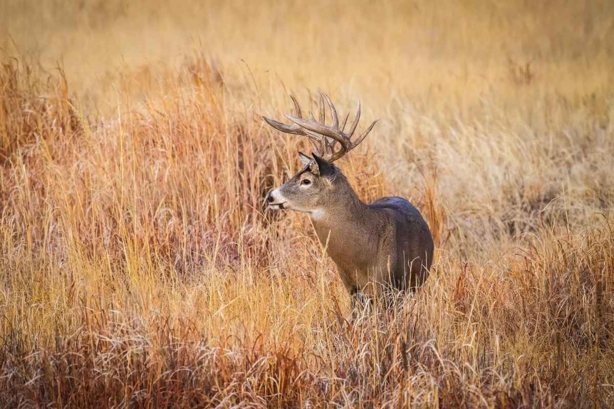 How to Tag the Most Mature Buck on Your Property 