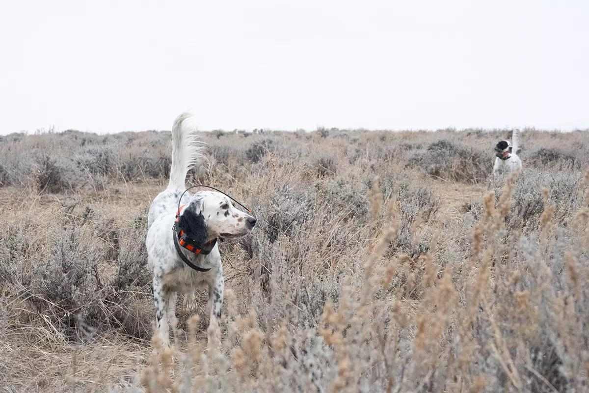 5 Mistakes That Ruin Your Bird Dog