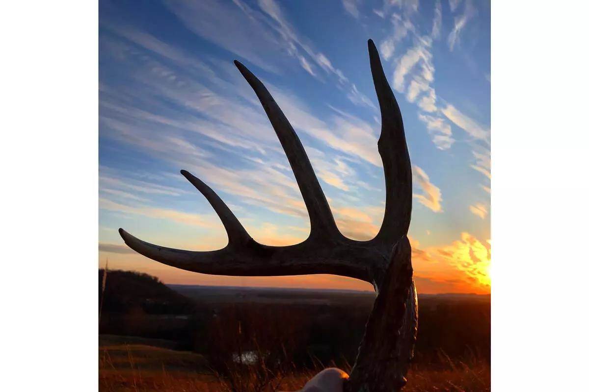 whitetail shed antler against sunset