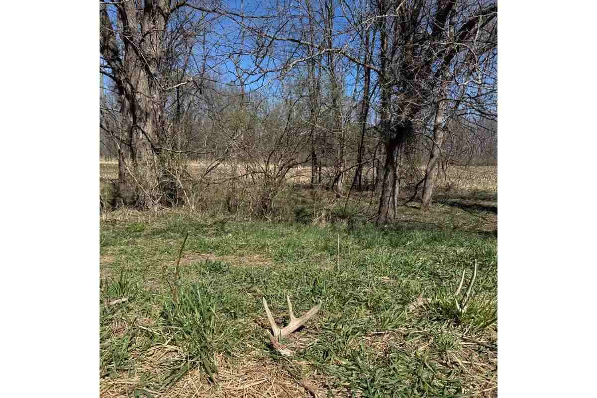whitetail shed antler laying near food source