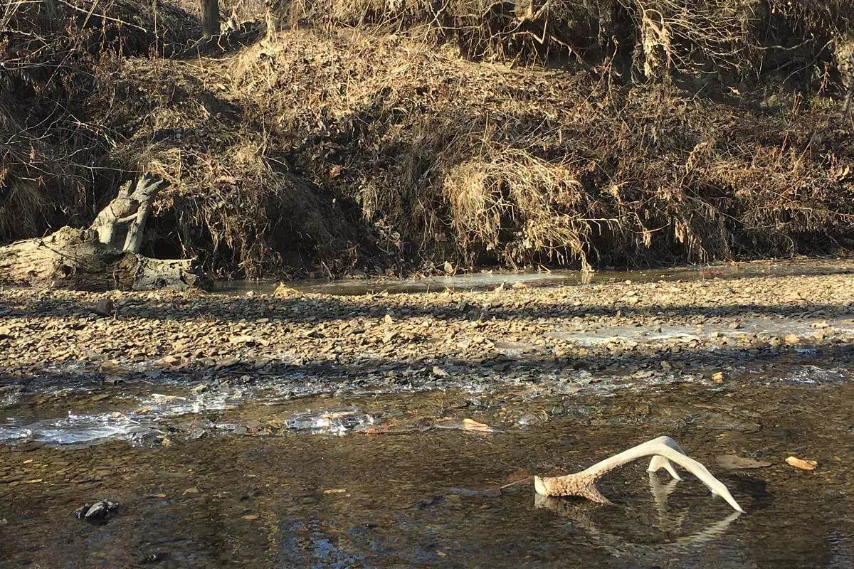 whitetail shed antler laying in creek
