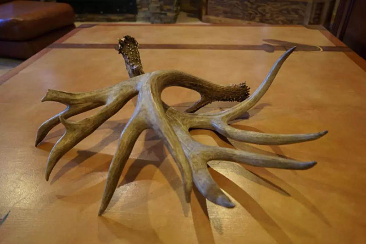 shed antler centerpiece