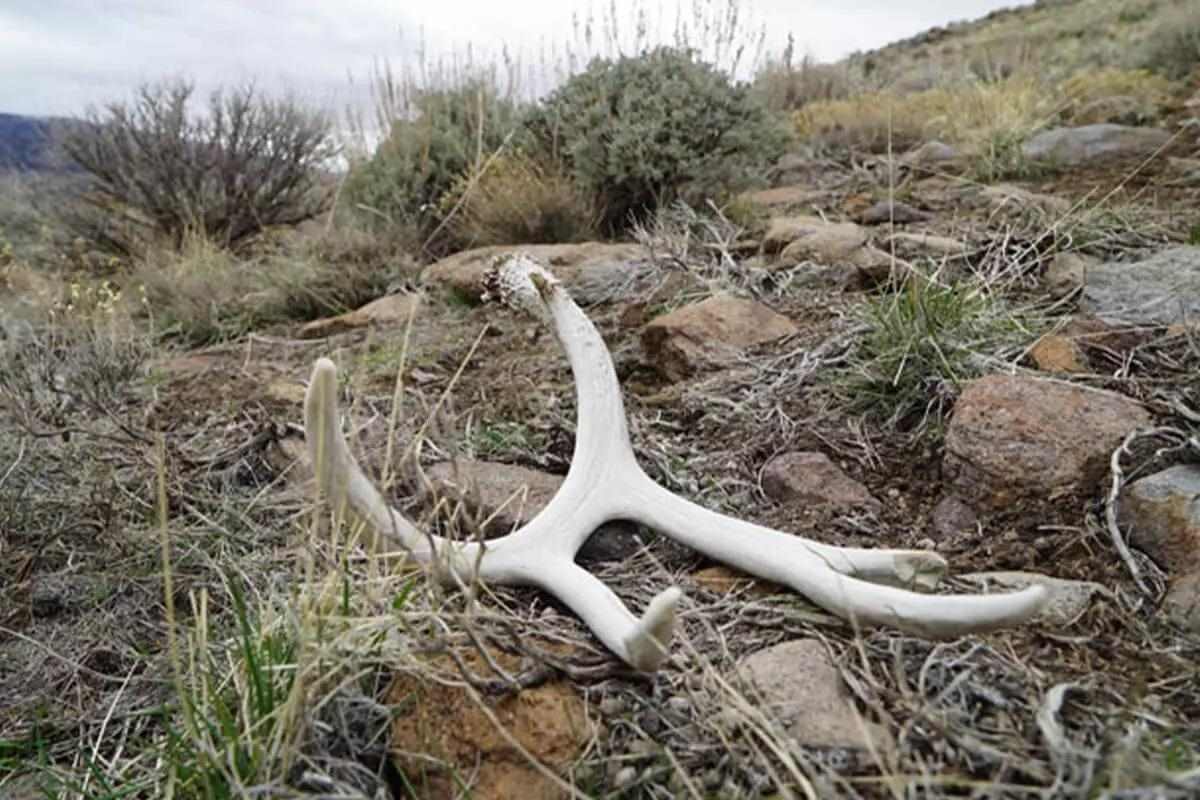 shed antler find