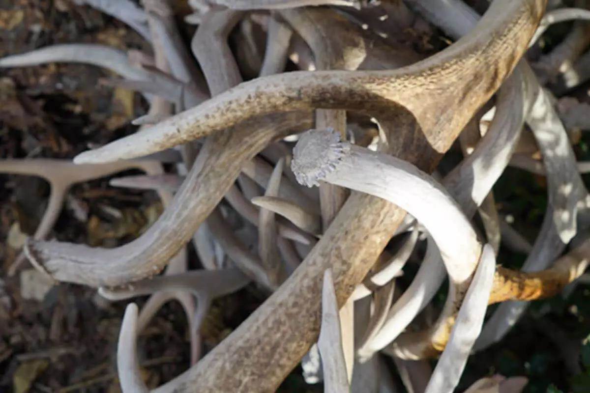shed antler pile