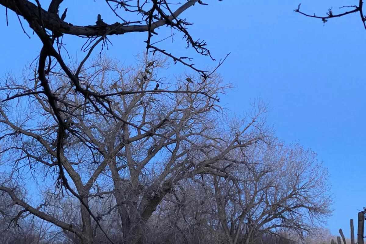 common tree for a turkey roost 