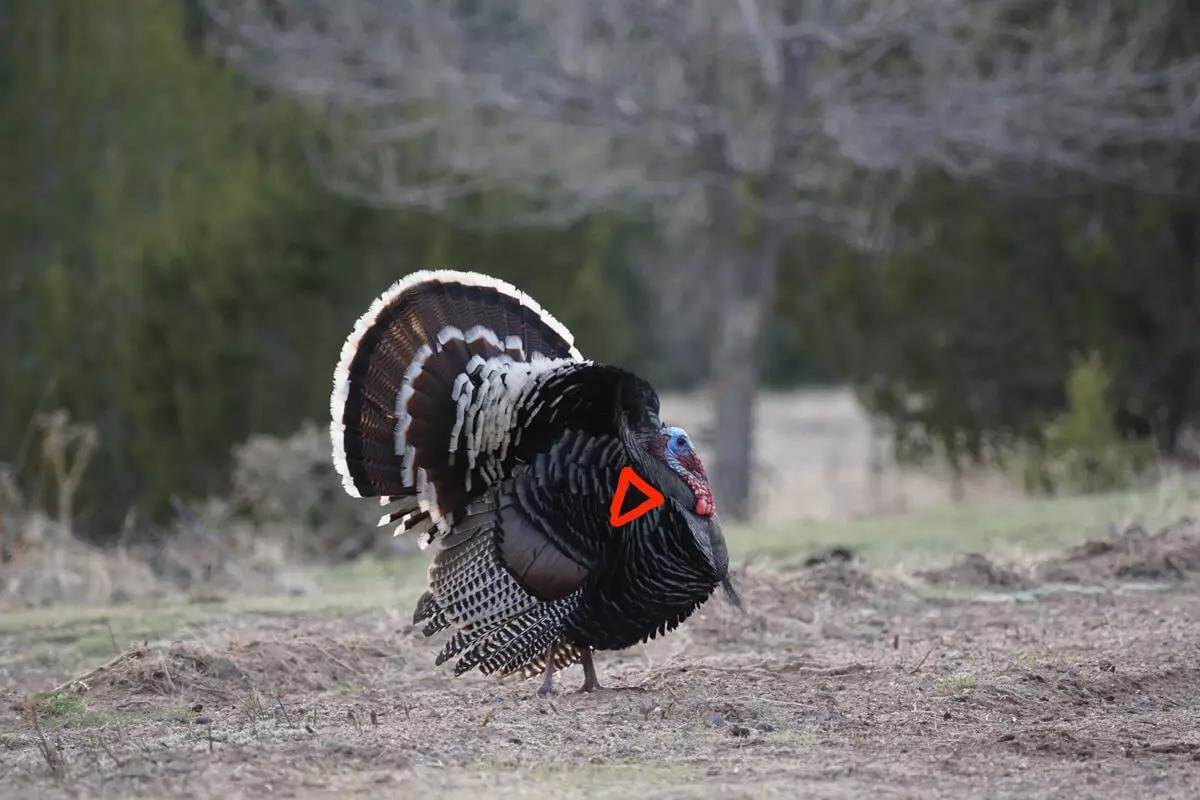 strutting gobbler with triangle over it to indicate where to aim with a bow
