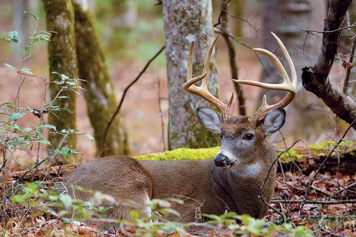 7 Ways Any Hunter Can Participate in Habitat Management 