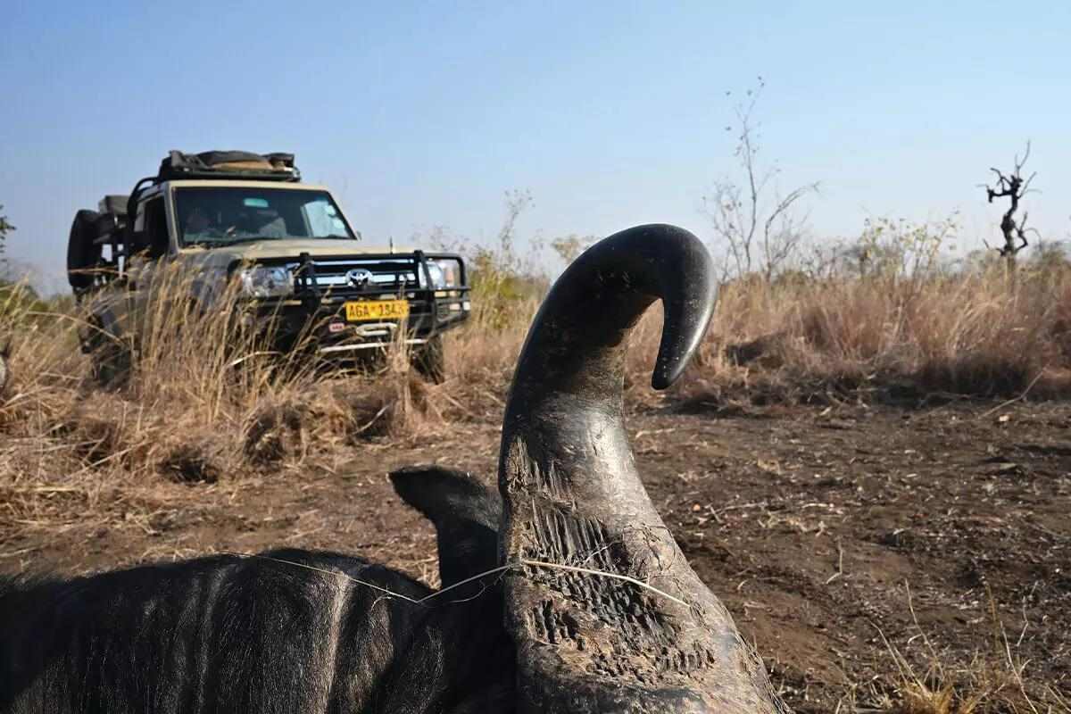 A Cape Buffalo Hunt Might Be The Most Exciting Lifetime Thrill - Petersen's Hunting
