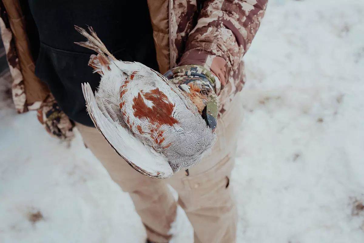 A hunter holds up a Hungarian partridge with its red belly exposed.
