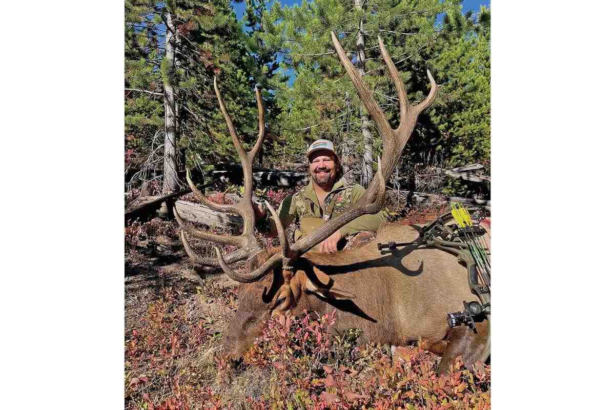bowhunter with downed 2021 Wyoming bull elk 