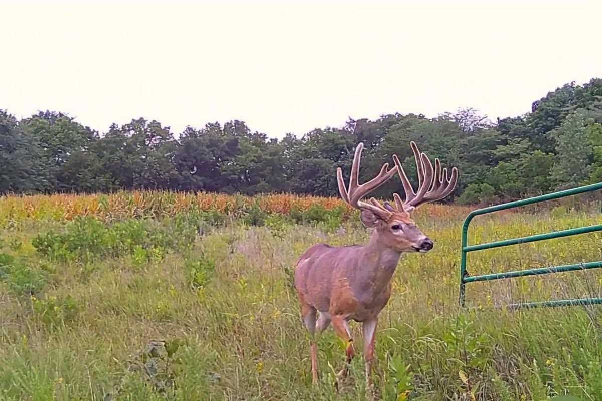 Access Granted: Bowhunter Tags Missouri Monster on First Sit