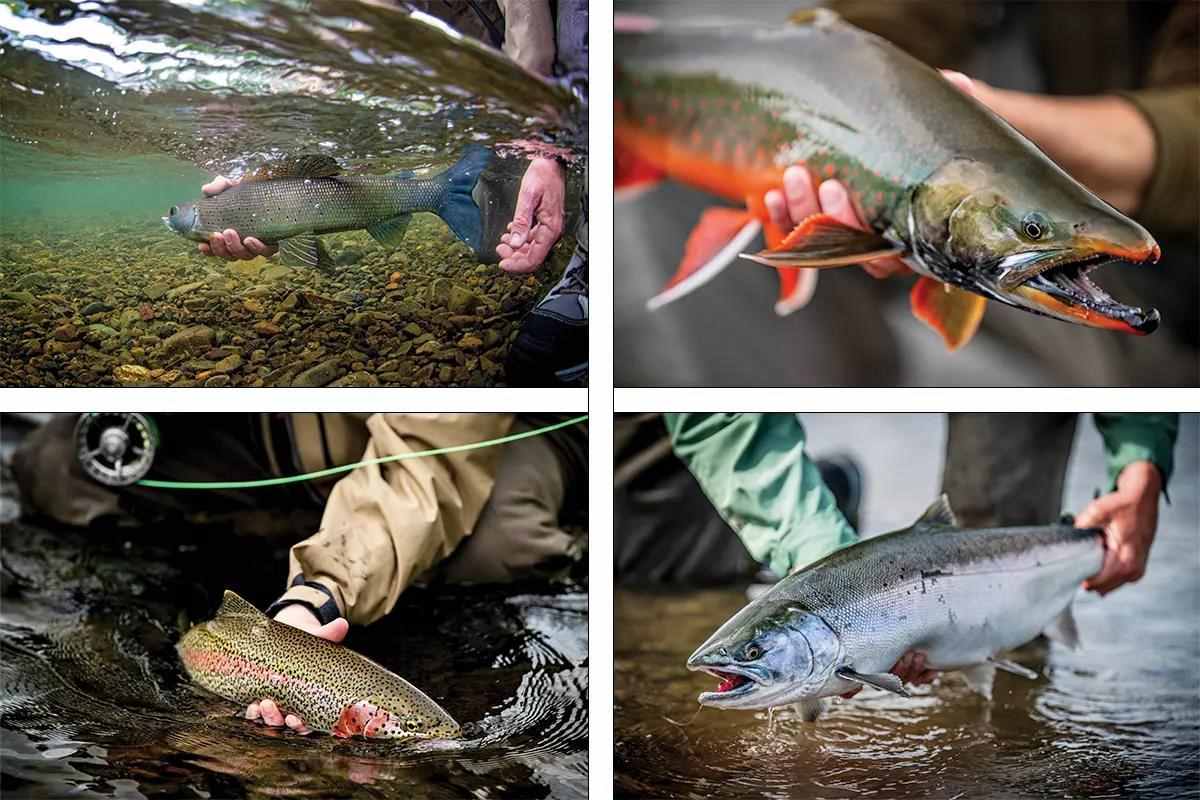 How to Catch Alaska Salmon, Trout, and Char Using Public Hig - Fly