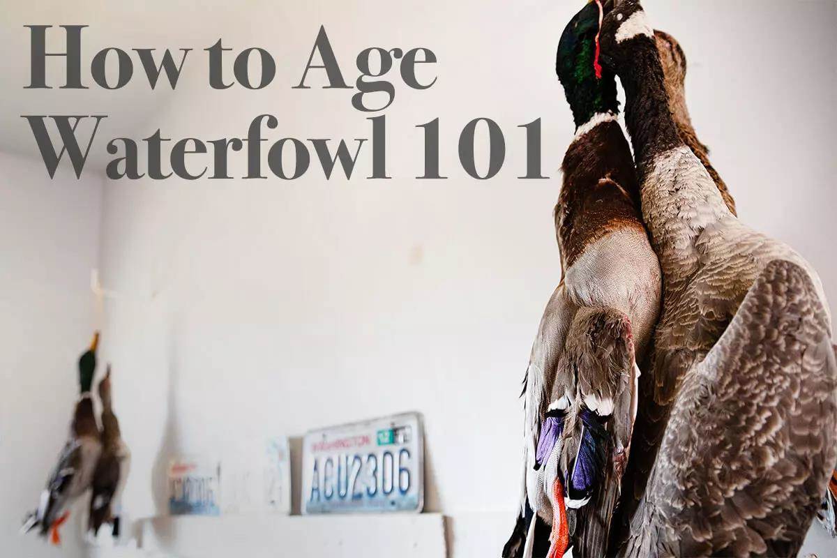 https://content.osgnetworks.tv/photopacks/all-about-aging-ducks--geese-how-to-dry-age-benefits--caveats_485325/485326_aging-ducks-and-geese-1-hero_hero_1200x800.jpg