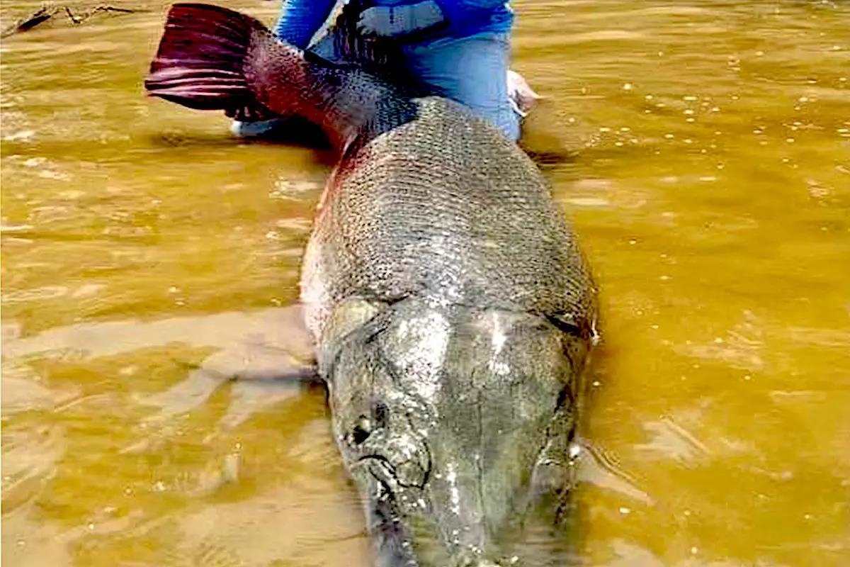 Giant Texas Alligator Gar Could Be New World Record