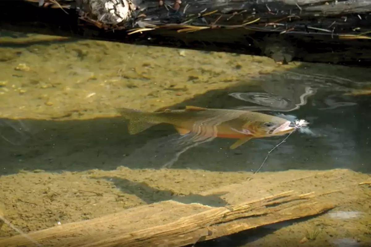 trout on dries  IT'S ABOUT TROUT, SIGHT FISHING AND DRY FLY TRICKERY