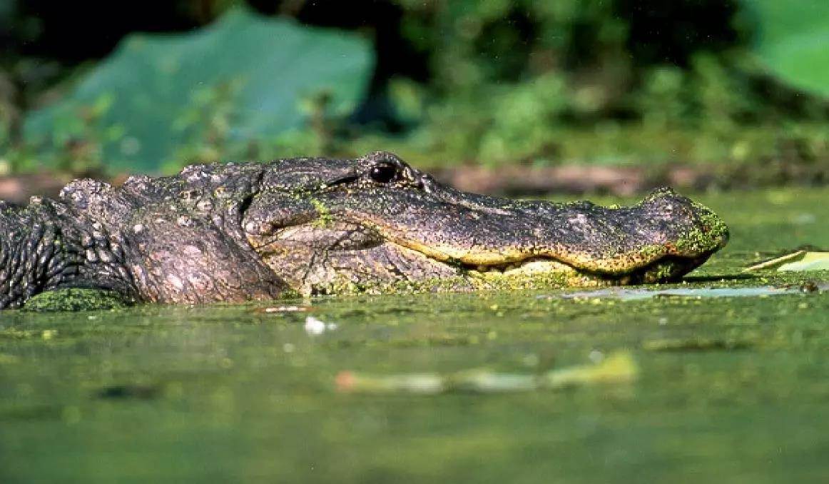 Another Rare Florida Death: Gator Kills Woman Canoeist