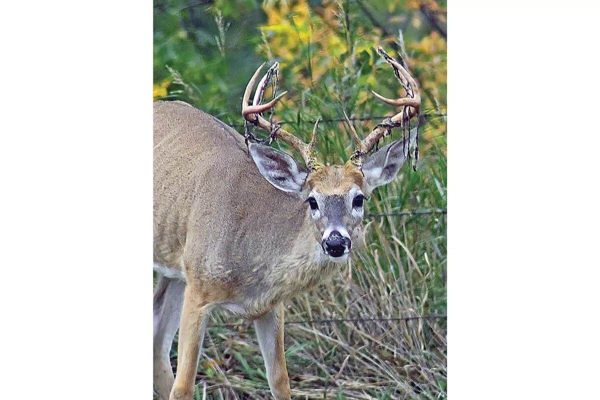 Antlers: The Process from Start to Finish - Bowhunter