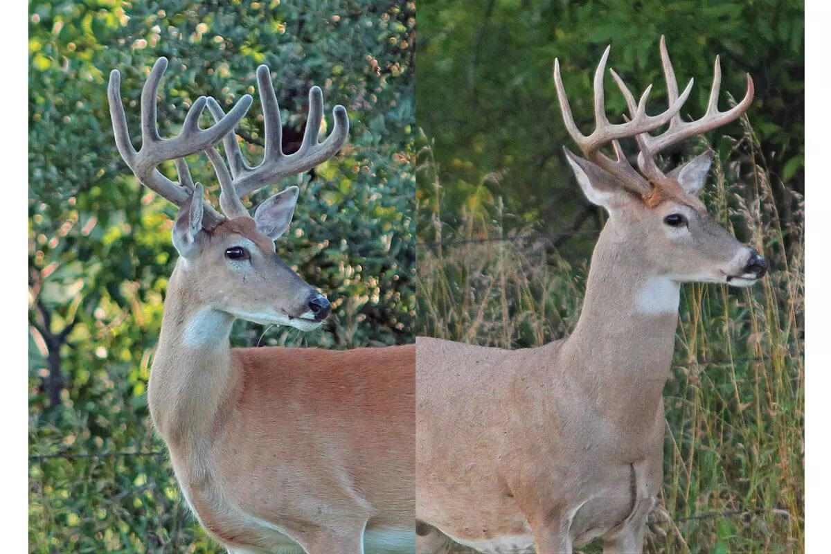 Antlers: The Process from Start to Finish - Bowhunter