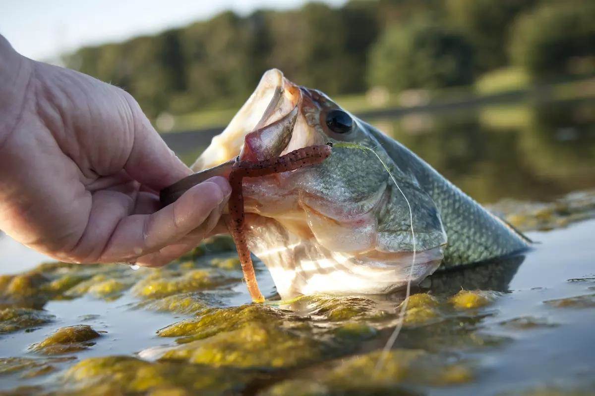 3 Lures that Excel Across Bass Country in April - Game & Fish