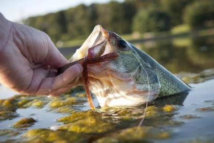 Catch Lunker Bass on Tiny Jigs - Game & Fish