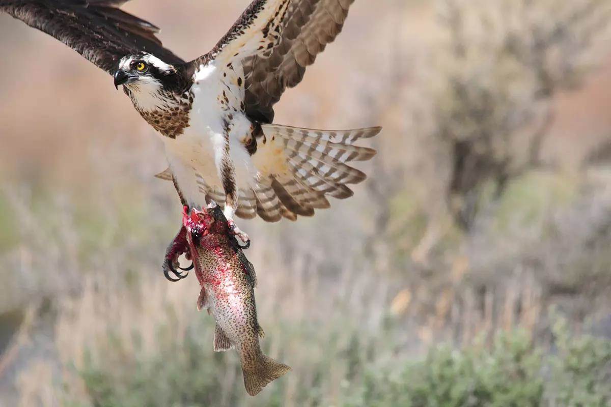 Web Exclusive: Are Booming Osprey Populations Changing Trout Behavior?