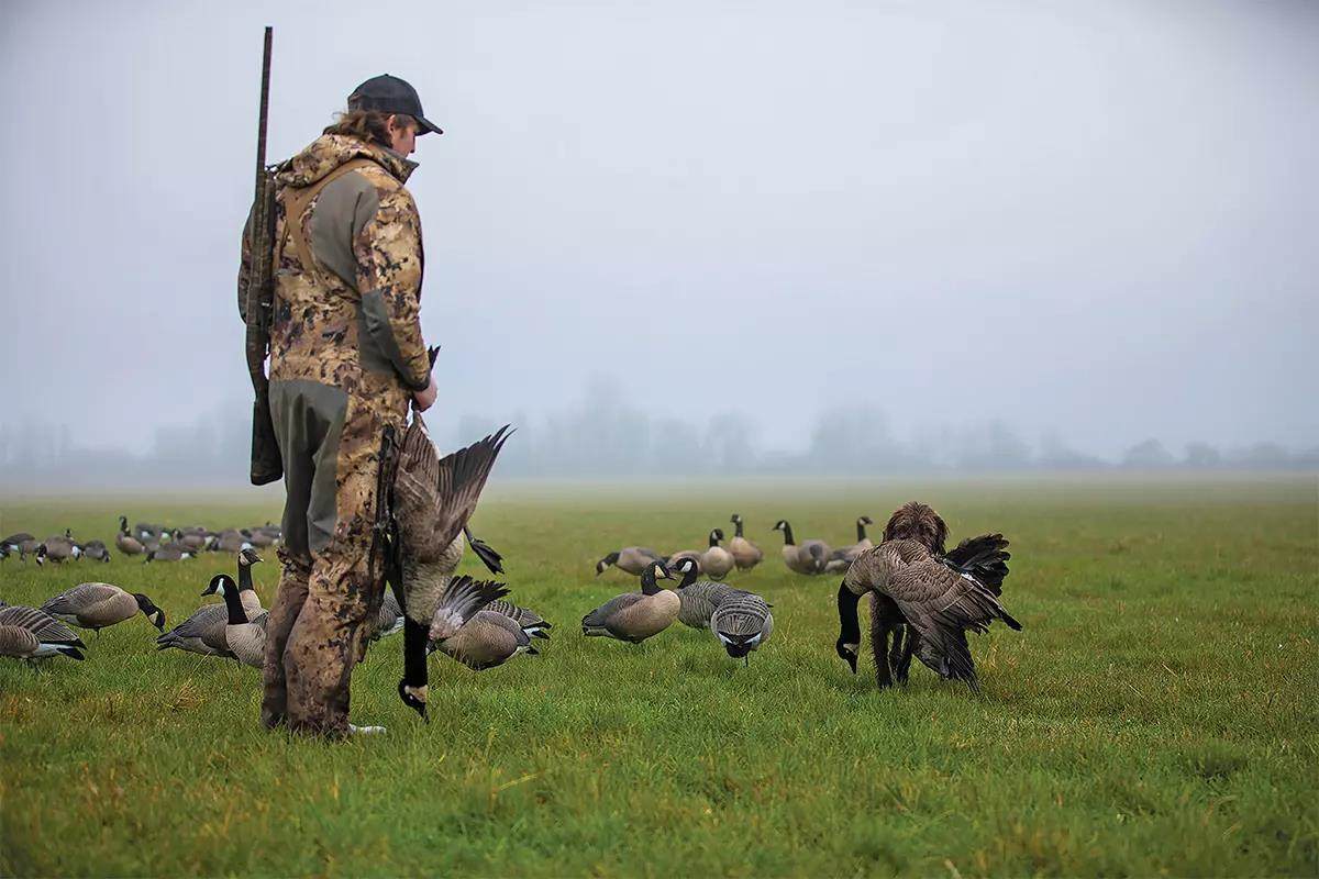A pudelpointer retrieves a big goose back to a hunter in a green field.