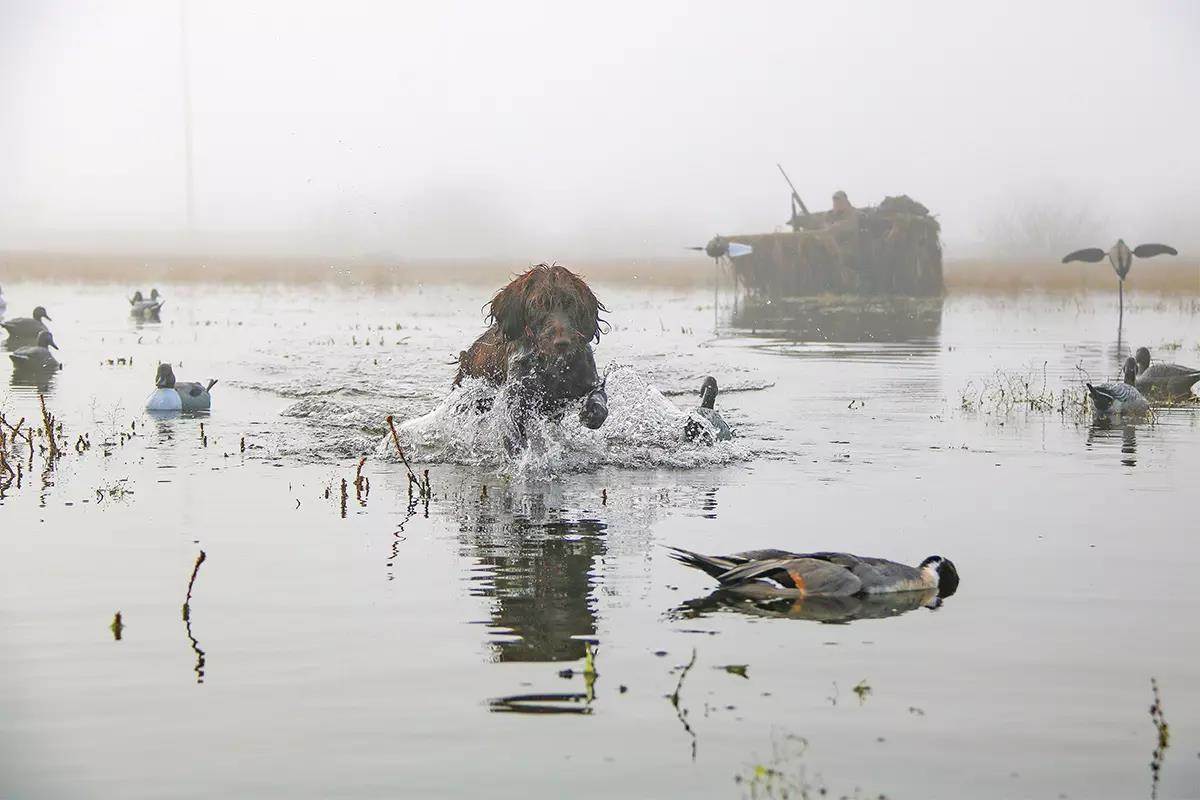 A dog runs through the water and fog to retrieve a floating duck.