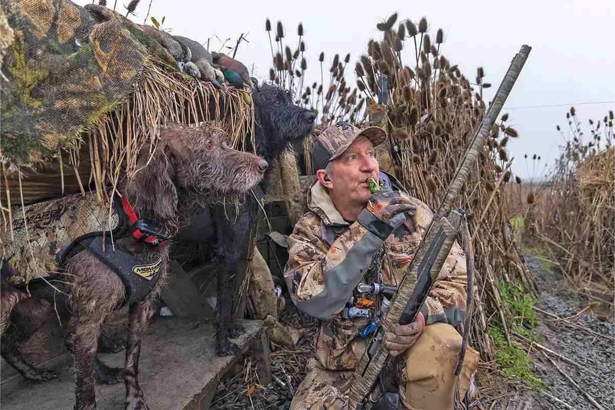 Are Pudelpointers Good Waterfowl Dogs?