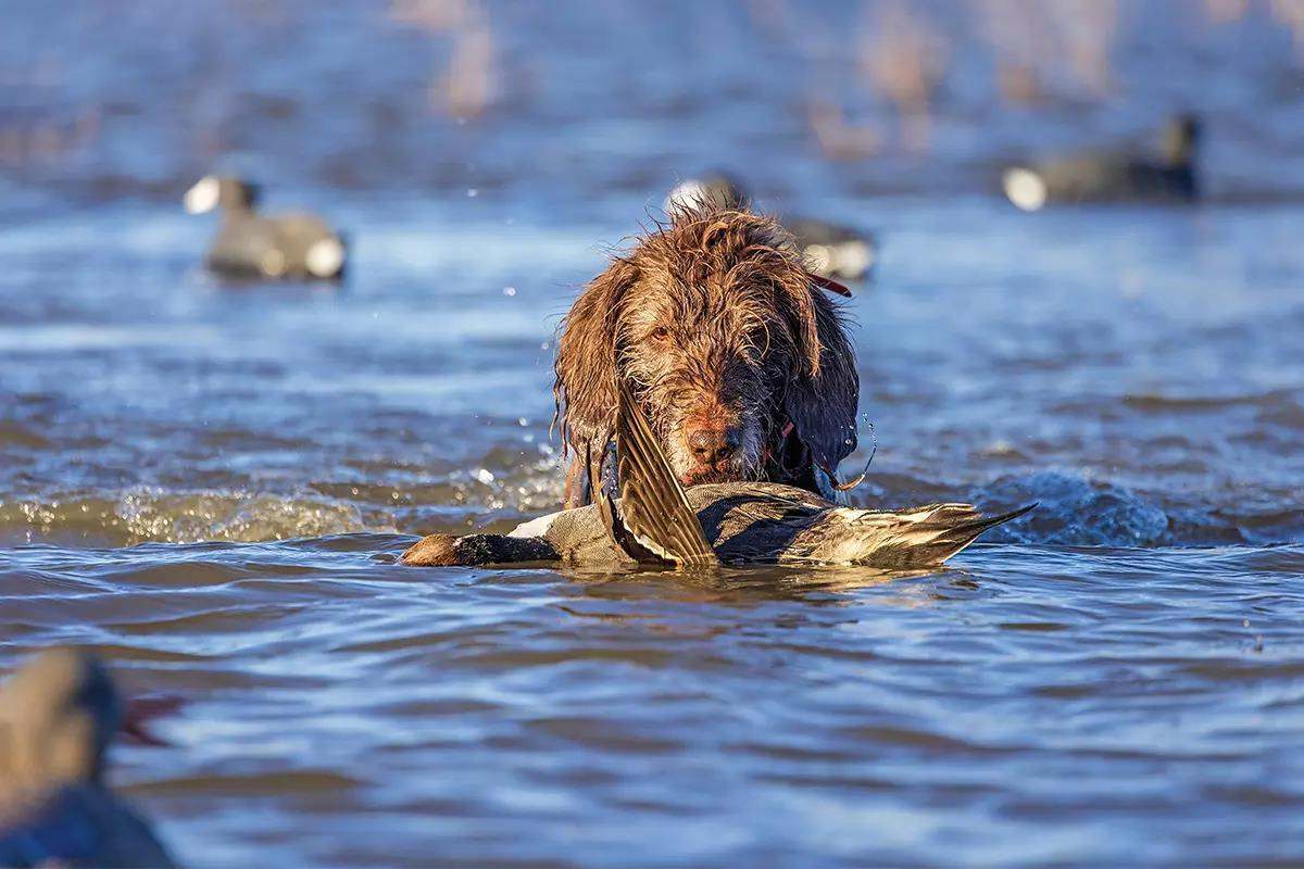 A pudelpointer swims out to a duck in the water.