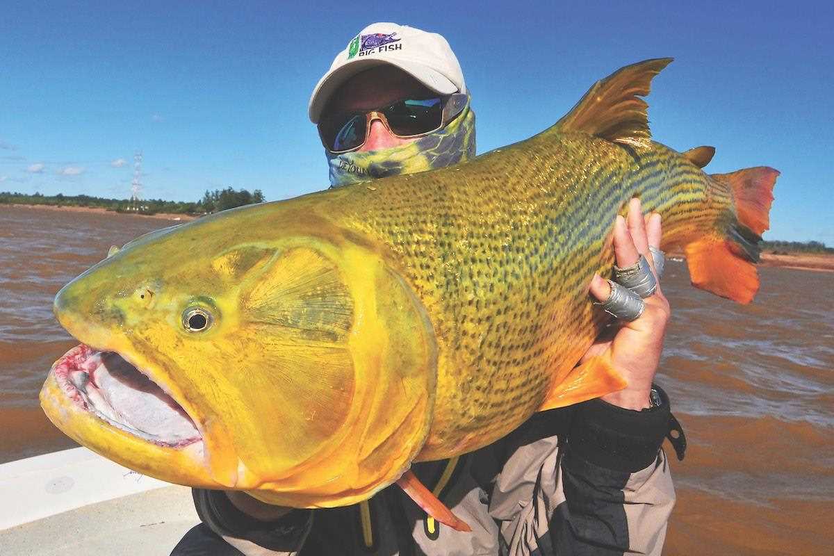 Strike South American Gold with Tackle-Busting Dorado