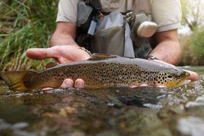 mens large north river trout fly fishing Hunting Hawaiian shirt Salmon  Color