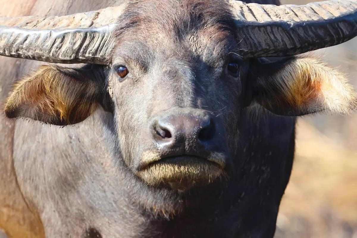 close up photo of water buffalo 