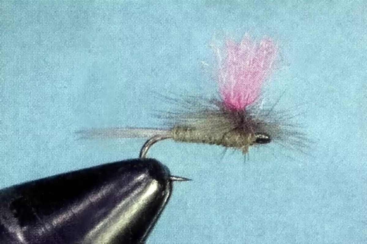 Crushed a size 18 caddis emerger, and put up a solid fight on my