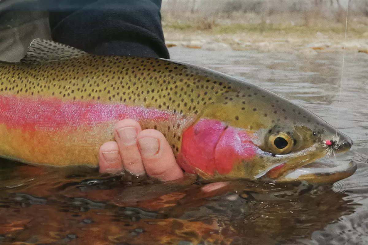 Epic Trout Feeding Frenzy! Salmon Fly Hatch Fly Fishing Adventure