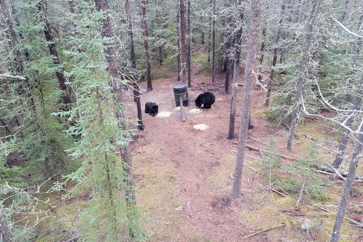 two Alberta black bears visit bait site