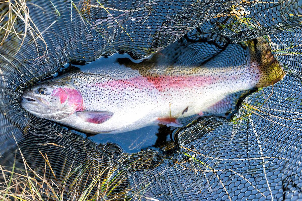 Take It to the Bank for Hefty Cold-Weather Rainbows