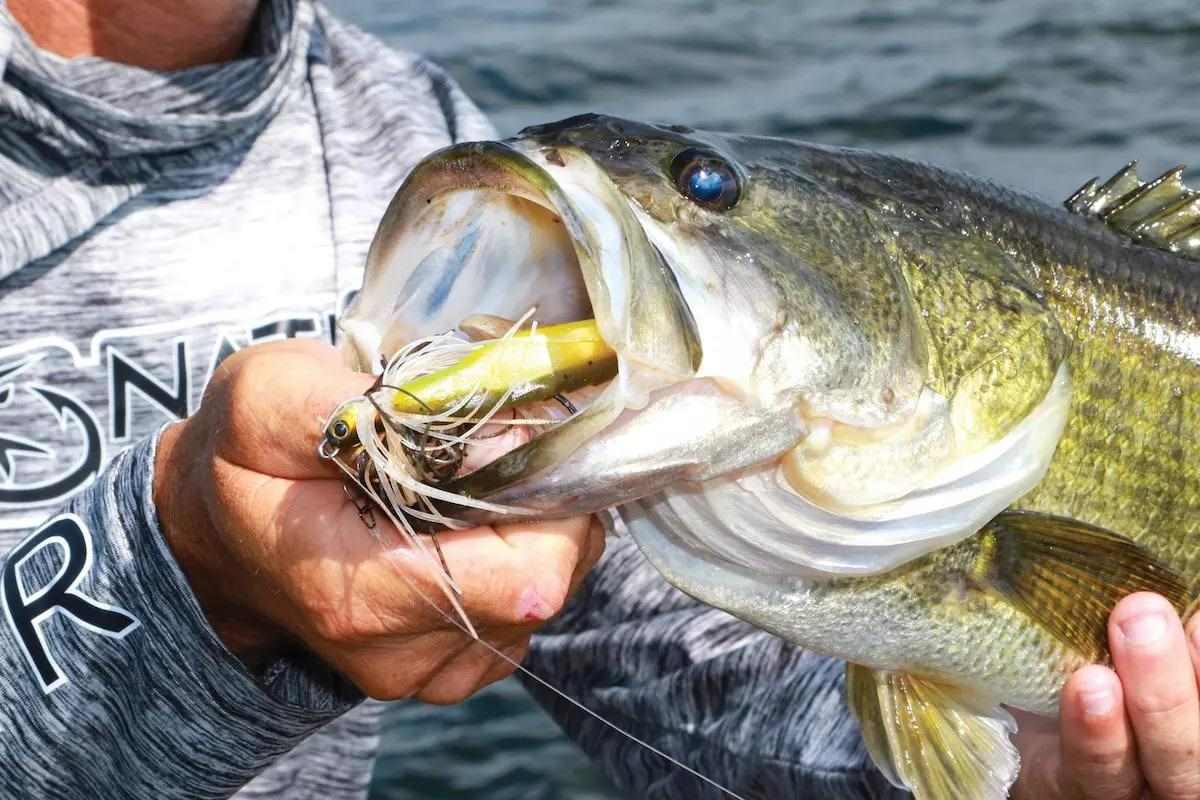 Crack the Color Code for Largemouth Bass