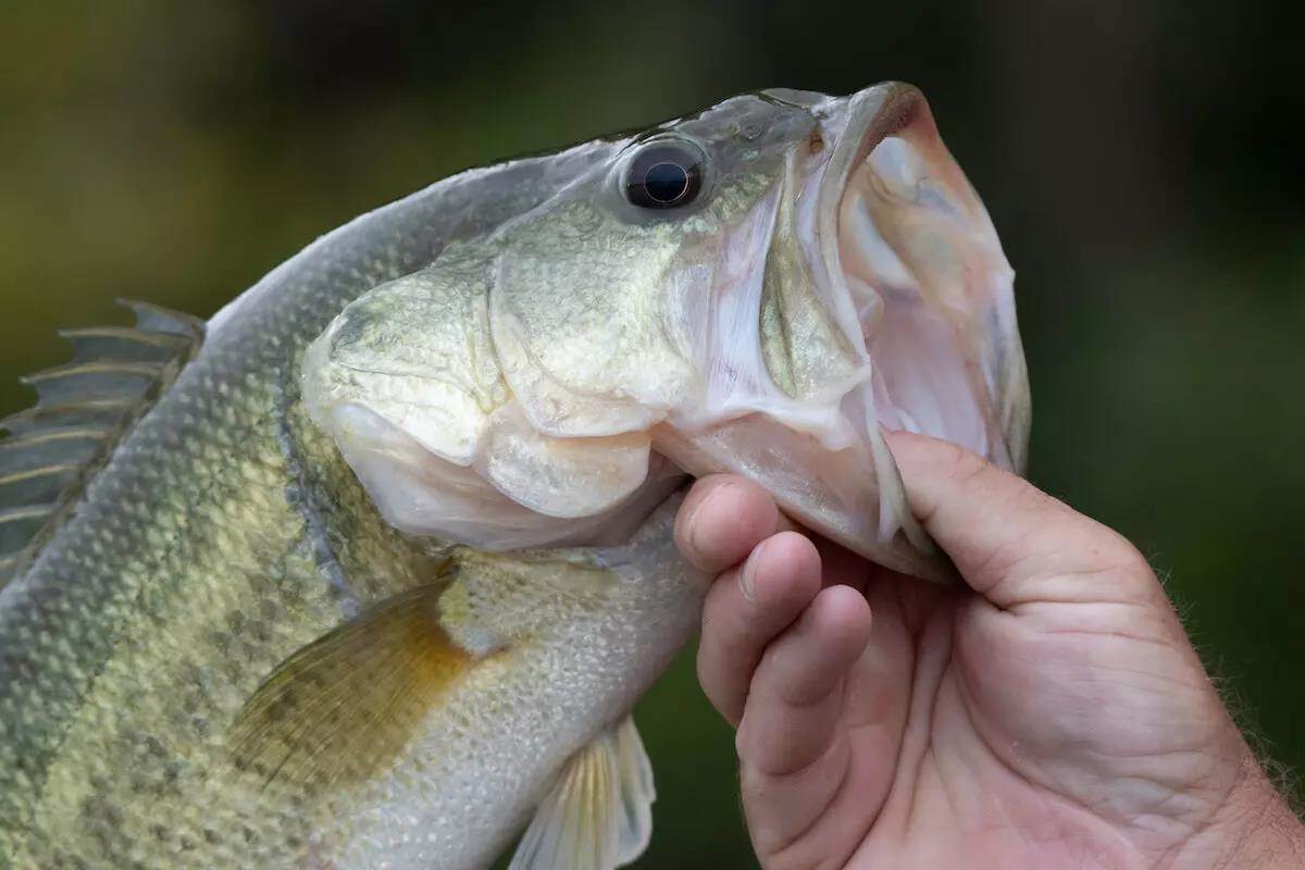 4 Quick Tips to Catch Bass on New Waters