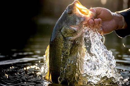 Top Lures and Tactics for Summertime River Smallmouth Bass - Game