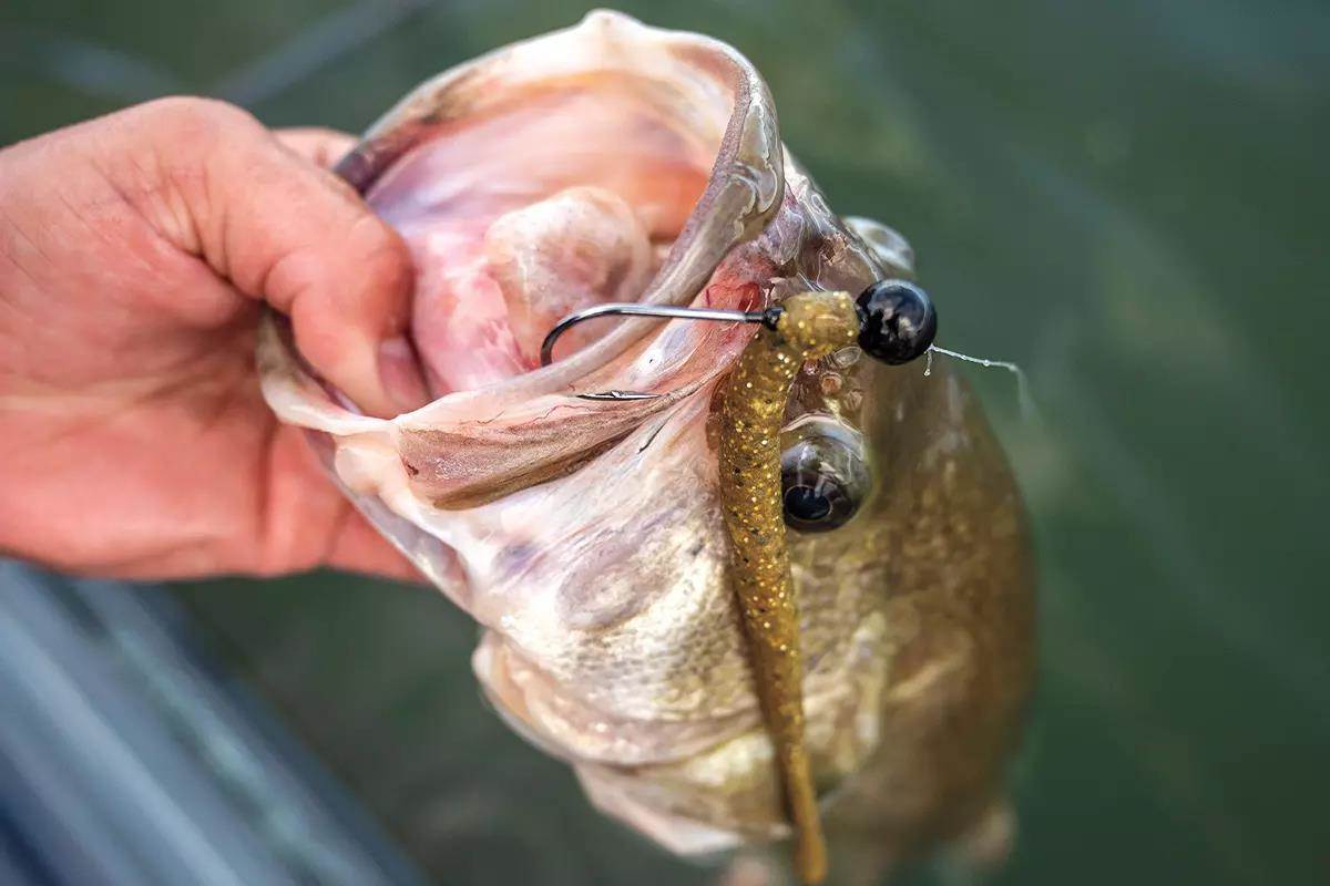 Do Scented Baits Really Catch More Bass? - Game & Fish