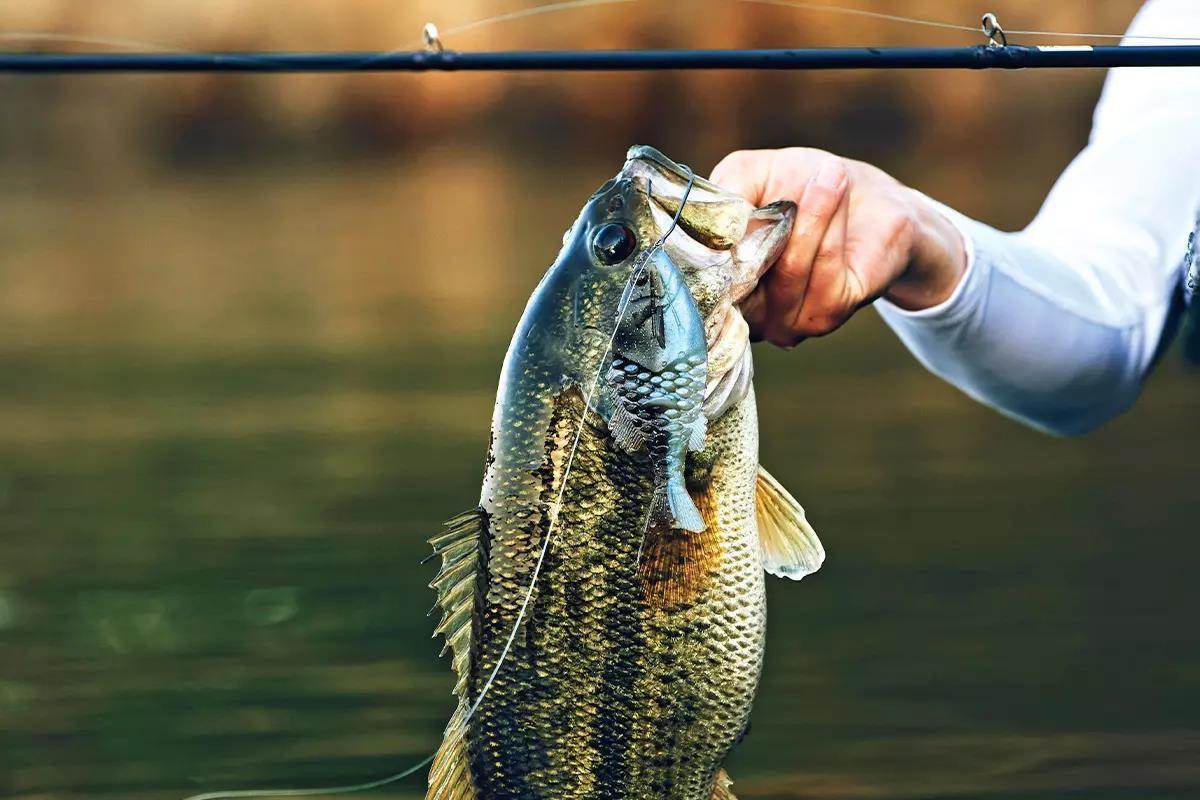 Do Scented Baits Really Catch More Bass?