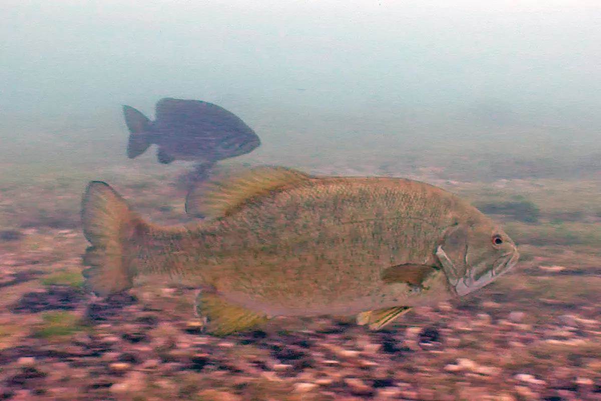 Bass Week: How Smallmouth Relate to Current 