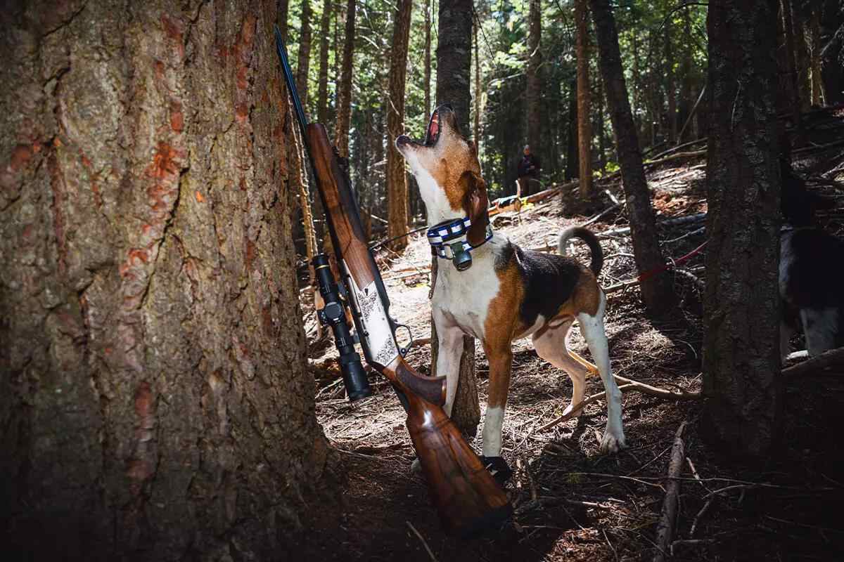 Bear Hunting with Hounds: Following the Pack Towards Success - Petersen's Hunting