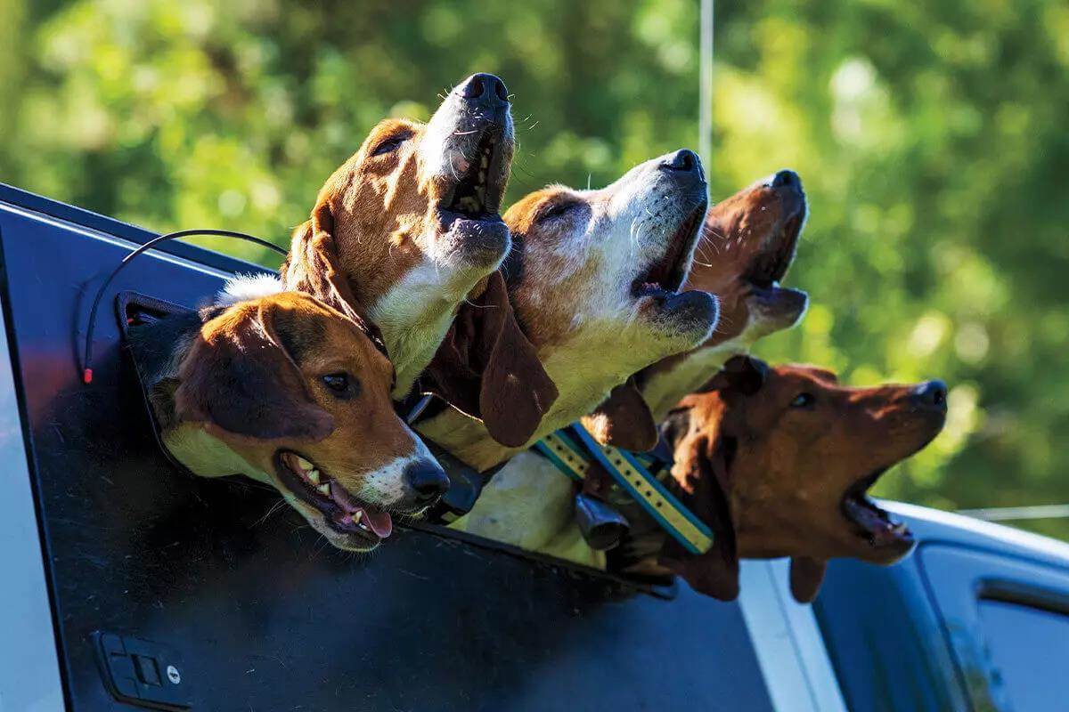 Release the Hounds: Bear Hunting with Dogs Means Keeping Up with the Pack