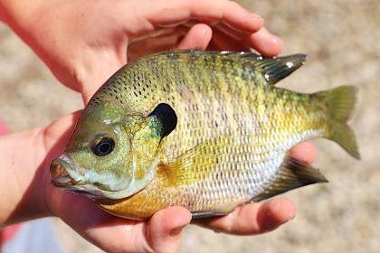 6 Tips for Nighttime Crappie - Game & Fish
