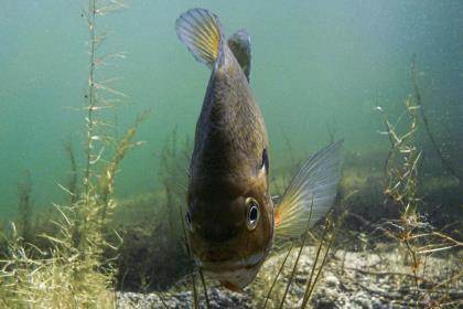 It's Not Too Late for Red-Hot Bluegill Fishing - Game & Fish