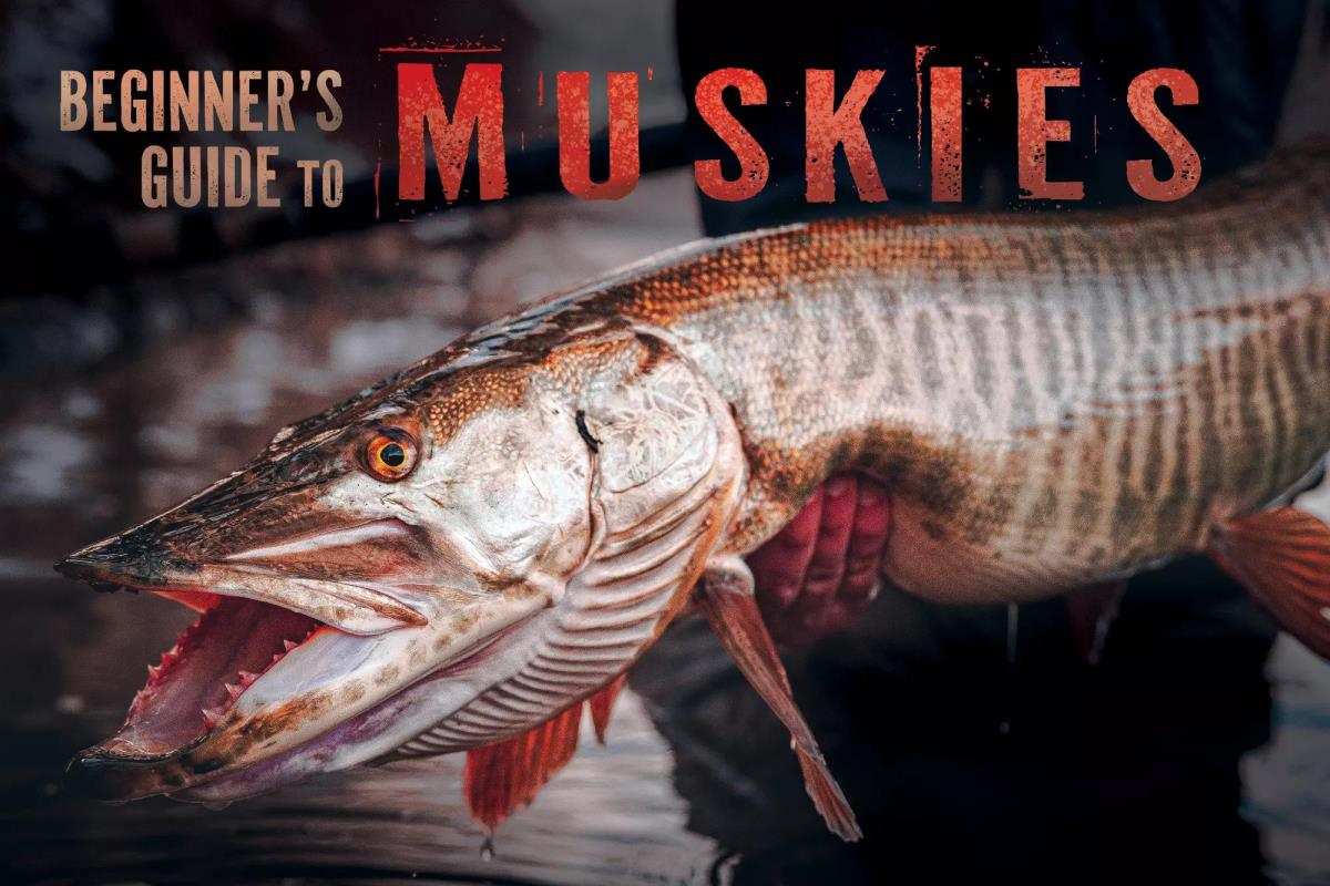 A Beginner's Guide to Muskies on the Fly