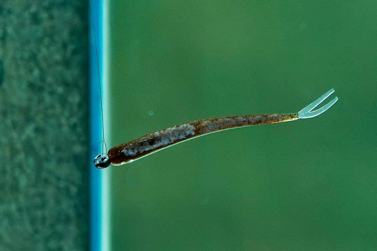 soft plastic fishing lure in test tank