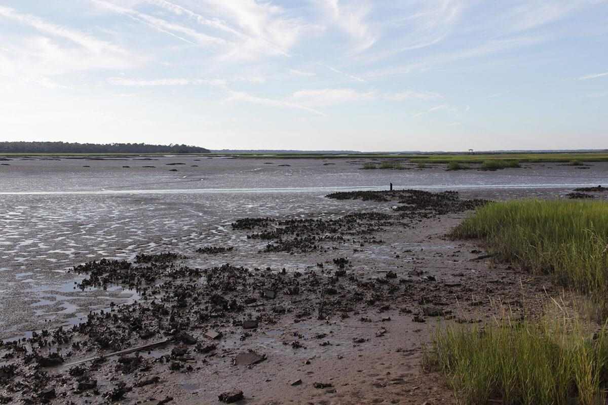 negative low tide in northeast florida leaves oyster bars exposed